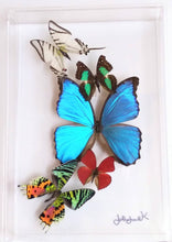 Load image into Gallery viewer, Framed Butterflies-Mounted Butterflies-Preserved Butterflies