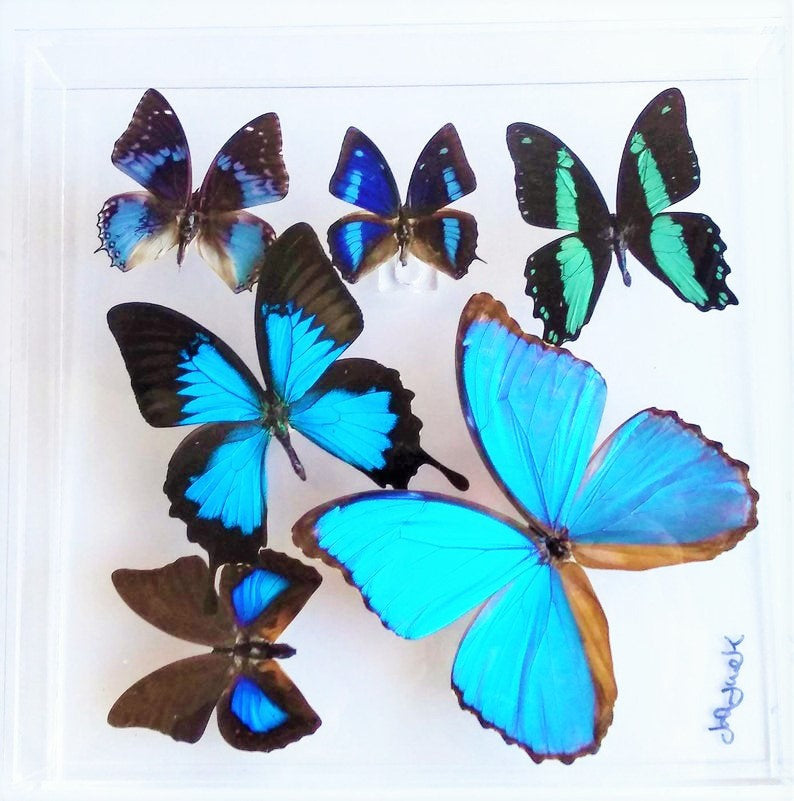 10x10x2 Butterfly Display