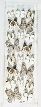Load image into Gallery viewer, Framed Butterflies-Mounted Butterflies-Preserved Butterflies