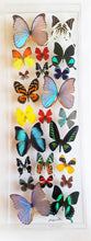 Load image into Gallery viewer, Framed Butterflies-Mounted Butterflies- Preserved Butterflies 10x30
