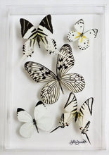 Load image into Gallery viewer, Real framed butterflies preserved in acrylic frame