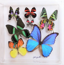 Load image into Gallery viewer, Framed Butterflies-Mounted Butterflies-Preserved Butterflies
