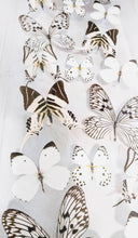 Load image into Gallery viewer, Framed Butterflies-Mounted Butterflies-Preserved Butterflies