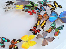 Load image into Gallery viewer, Framed Butterflies-Mounted Butterflies-Preserved Butterflies