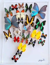 Load image into Gallery viewer, 15&quot;x20&quot;x2&quot; Butterfly Display
