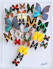 Load image into Gallery viewer, Framed Butterflies-Mounted Butterflies-Preserved Butterflies