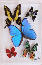Load image into Gallery viewer, real framed butterflies