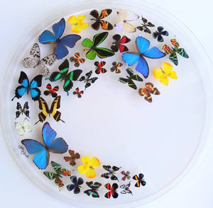 30" x 2.5" Circular Butterfly Display
