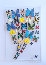 Load image into Gallery viewer, Framed Butterflies-Mounted Butterflies-Preserved Butterflies