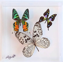 Load image into Gallery viewer, Mounted butterfly art in clear acrylic frame display