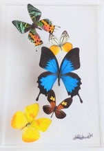 Load image into Gallery viewer, Framed Butterflies-Mounted Butterflies-Preserved Butterflies