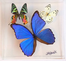 Load image into Gallery viewer, Framed Butterflies-Mounted Butterflies-Preserved Butterflies