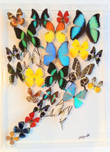 Load image into Gallery viewer, Framed Butterflies-Mounted Butterflies-Preserved Butterflies