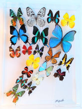 Load image into Gallery viewer, special order Dr. James 2nd day shipping