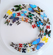 Load image into Gallery viewer, Framed Butterflies-Mounted Butterflies-Preserved Butterflies