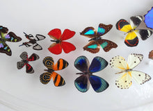 Load image into Gallery viewer, Framed Butterflies-Mounted Butterflies-Preserved Butterflies
