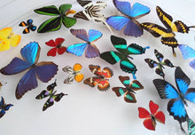 Load image into Gallery viewer, Framed Butterflies-Mounted Butterflies-Preserved Butterflies