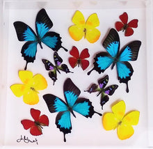Load image into Gallery viewer, Real framed butterfly specimen in a glass display shadow box.
