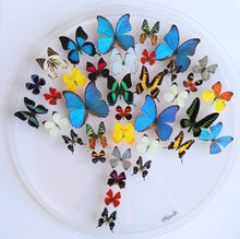 Load image into Gallery viewer, Framed Butterflies-Mounted Butterflies-Preserved Butterflies