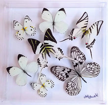 Load image into Gallery viewer, 10x10x2 Butterfly Display
