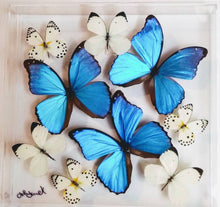 Load image into Gallery viewer, Real framed butterfly specimen in a glass display shadow box.