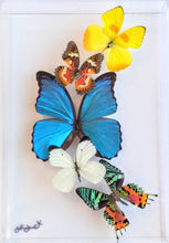 Load image into Gallery viewer, Real framed butterflies preserved in 8x12 inch acrylic frame