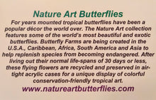 Load image into Gallery viewer, Framed Butterflies-Mounted Butterflies-Preserved Butterflies