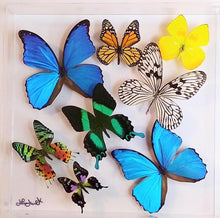 Load image into Gallery viewer, Mounted butterfly art in clear acrylic frame display