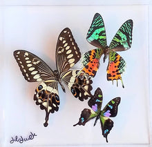 Load image into Gallery viewer, Real framed butterflies preserved in acrylic frame