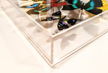 Load image into Gallery viewer, 5&quot;x20&quot;x2&quot; Butterfly Display
