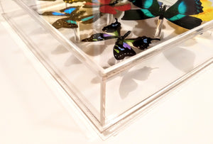 mounted butterflies, butterfly art, real butterfly artwork, butterflies in acrylic cases
