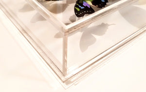 10x10x2 Butterfly Display