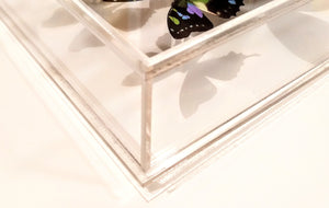 butterfly displays, mounted butterflies, framed butterflies , butterfly artwork, butterflies in acrylic cases, white butterflies