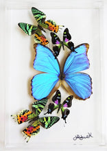 Load image into Gallery viewer, A framed acrylic display featuring mounted butterflies with vibrant blue and colorful wings.