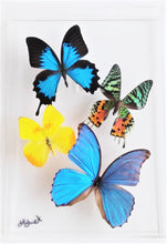 Load image into Gallery viewer, Framed Butterflies-Mounted Butterflies-Preserved Butterflies