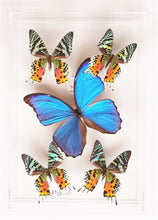 Load image into Gallery viewer, Framed Butterflies-Mounted Butterflies-Preserved Butterflies