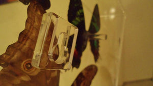 15x20" framed butterflies, mounted butterflies, butterfly displays,  butterfly art, real butterfly artwork, butterflies in acrylic cases, morpho