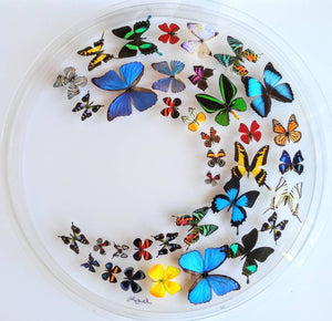 30" circle, butterfly displays, mounted butterflies, framed butterflies, butterfly art, real butterflies, butterfly display  butterflies acrylic cases