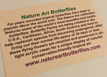 Load image into Gallery viewer, 15&quot;x20&quot;x2&quot; Butterfly Display
