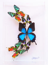 Load image into Gallery viewer, Real framed butterflies preserved in acrylic frame