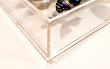 Load image into Gallery viewer, mounted butterflies, butterfly art, real butterfly artwork, butterflies in acrylic cases, butterfly taxidermy
