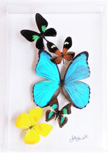 Load image into Gallery viewer, Framed Butterflies-Mounted Butterflies-Preserved Butterflies