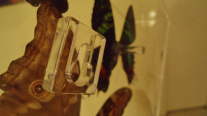 26x36x2.5" mounted butterflies  preserved butterflies, butterfly taxidermy, butterfly collection butterfly displays, framed butterfly, butterfly art