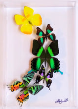 Load image into Gallery viewer, mounted butterflies, butterfly art, real butterfly artwork, butterflies in acrylic cases, butterfly taxidermy