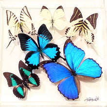 Load image into Gallery viewer, 10x10 NEW!, Real butterfly display, Real butterflies mounted in an acrylic display , framed butterflies, morpho, butterfly art
