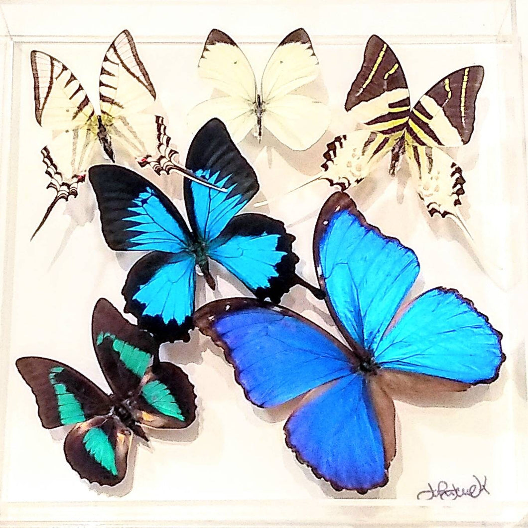 10x10 NEW!, Real butterfly display, Real butterflies mounted in an acrylic display , framed butterflies, morpho, butterfly art