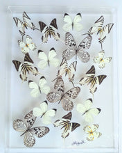 Load image into Gallery viewer, Framed Butterflies-Mounted Butterflies-Preserved Butterflies