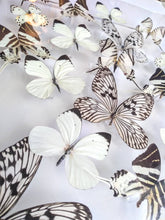 Load image into Gallery viewer, Framed Butterflies-Mounted Butterflies-Preserved Butterflies