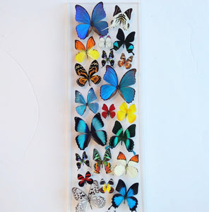 10"x30" framed butterfly, mounted butterflies, butterflies, butterfly art, preserved butterflies, butterfly taxidermy, butterfly collection