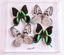 Load image into Gallery viewer, mounted butterflies, framed butterflies, butterfly displays, butterfly art, real butterfly artwork, butterflies in acrylic cases,
